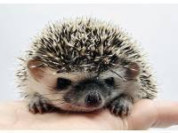 hedgehog photo