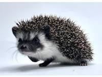 hedgehog photo