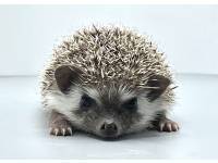hedgehog photo