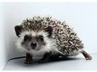 hedgehog photo