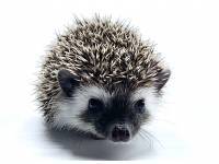 hedgehog photo