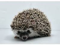 hedgehog photo