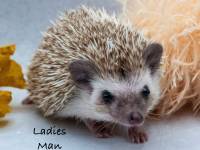 hedgehog photo