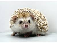 hedgehog photo