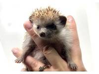 hedgehog photo