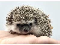 hedgehog photo