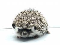 hedgehog photo