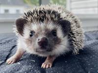 hedgehog photo