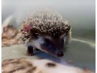 hedgehog photo