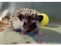 hedgehog photo