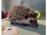 hedgehog photo