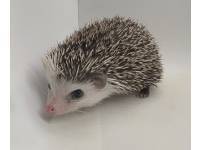 hedgehog photo