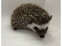 hedgehog photo