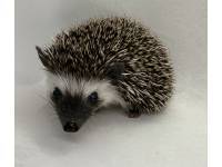 hedgehog photo