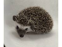 hedgehog photo