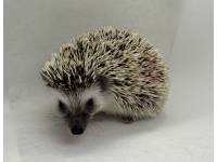 hedgehog photo