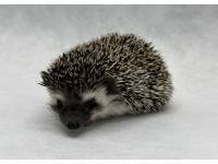 hedgehog photo