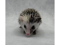 hedgehog photo