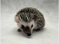hedgehog photo