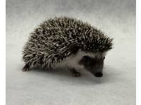 hedgehog photo