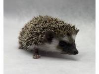 hedgehog photo