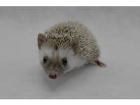 hedgehog photo