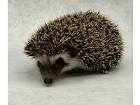 hedgehog photo