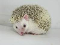 Marcelline