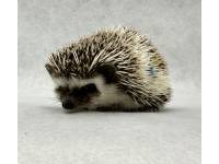 hedgehog photo