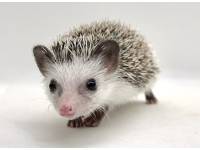 hedgehog photo