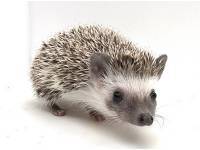 hedgehog photo