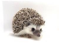 hedgehog photo