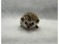 hedgehog photo