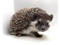 hedgehog photo