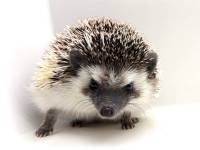 hedgehog photo