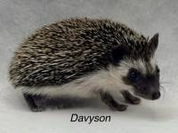 hedgehog photo