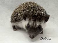 hedgehog photo