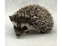 hedgehog photo