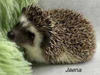 hedgehog photo