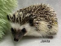 hedgehog photo