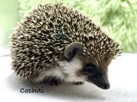 hedgehog photo