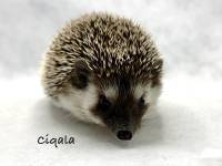 hedgehog photo