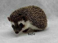 hedgehog photo