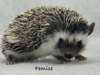 hedgehog photo
