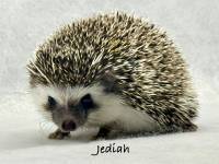 hedgehog photo