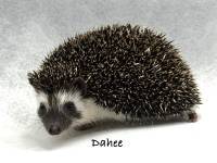hedgehog photo