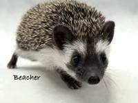 hedgehog photo