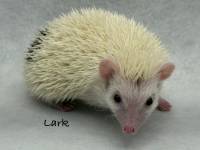 hedgehog photo