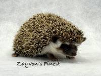 hedgehog photo