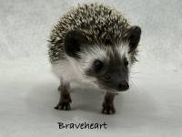 hedgehog photo